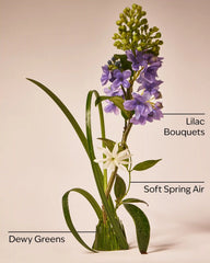 Fresh Cut Lilacs
