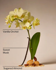 Cozy Vanilla Almond