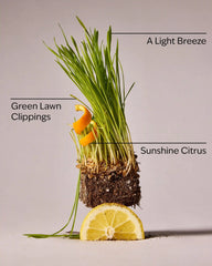 The Lawn Whisperer